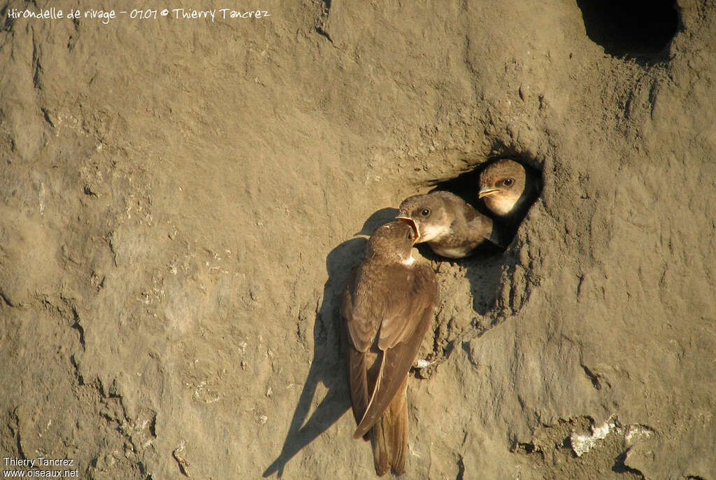 Sand Martin, Reproduction-nesting