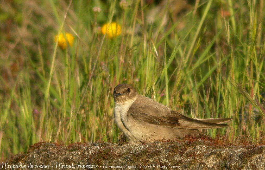 Hirondelle de rochers