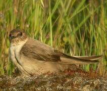 Eurasian Crag Martin