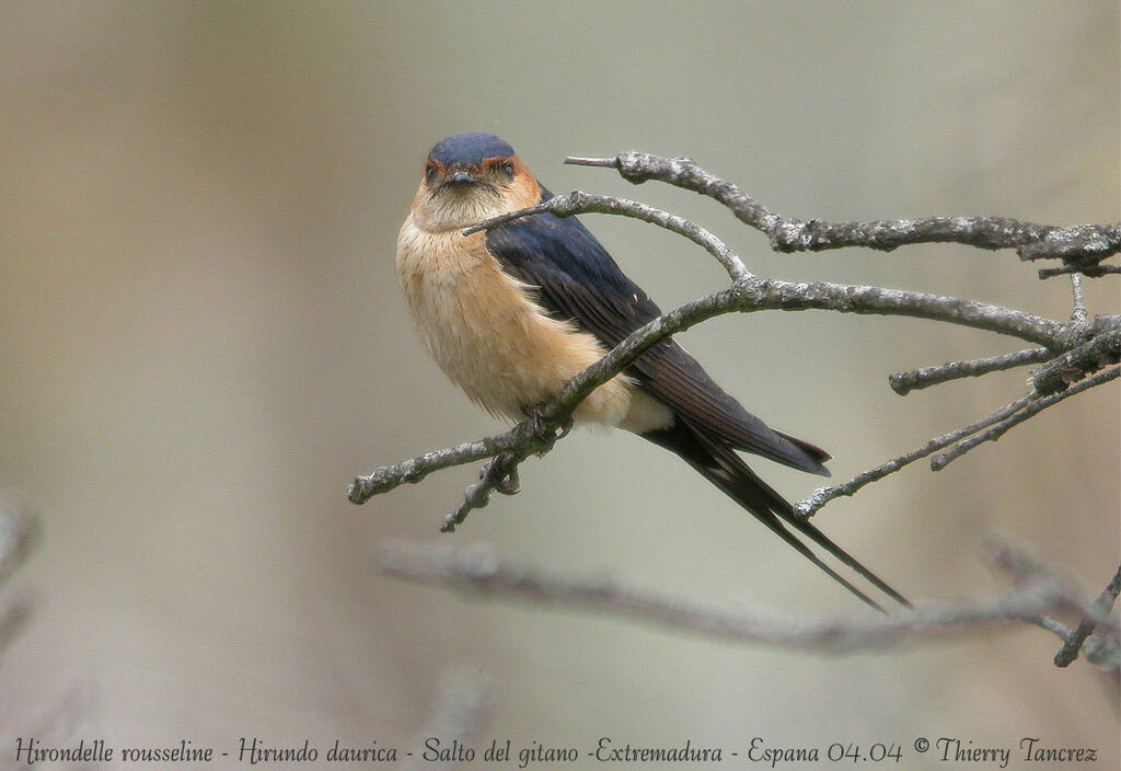 Hirondelle rousseline