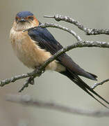 Red-rumped Swallow