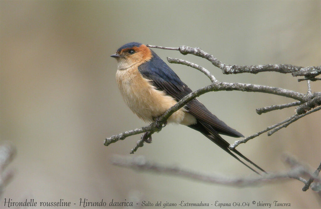 Hirondelle rousseline