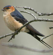 Red-rumped Swallow