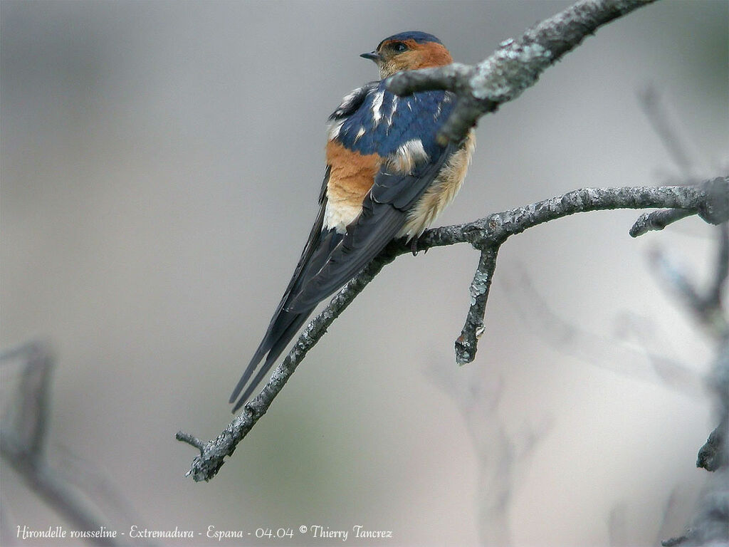 Hirondelle rousseline