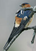 Red-rumped Swallow