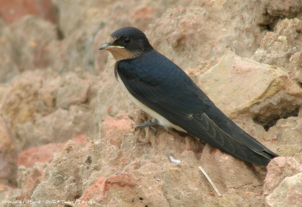 Barn Swallow