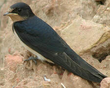 Barn Swallow