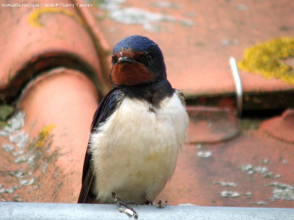 Barn Swallow