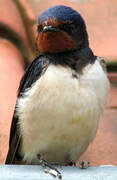 Barn Swallow