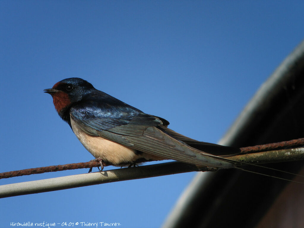 Barn Swallow