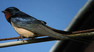 Barn Swallow