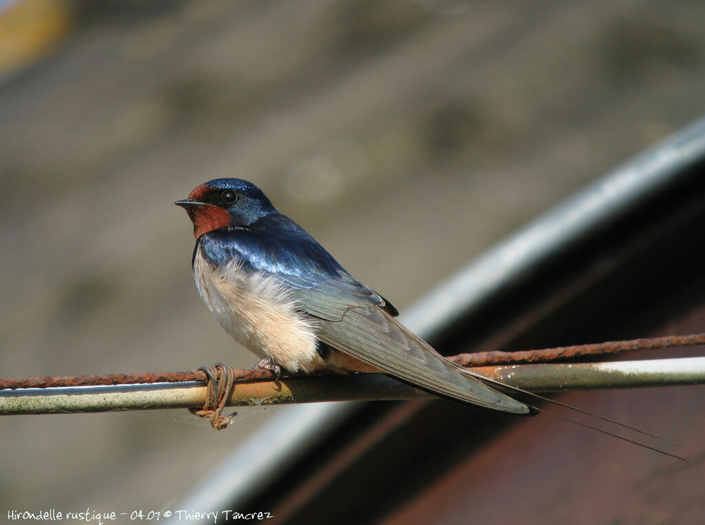 Hirondelle rustique