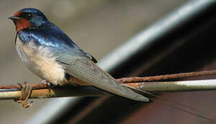 Barn Swallow