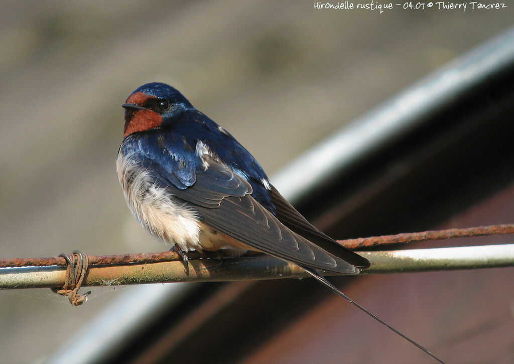 Hirondelle rustique