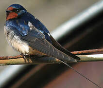 Barn Swallow