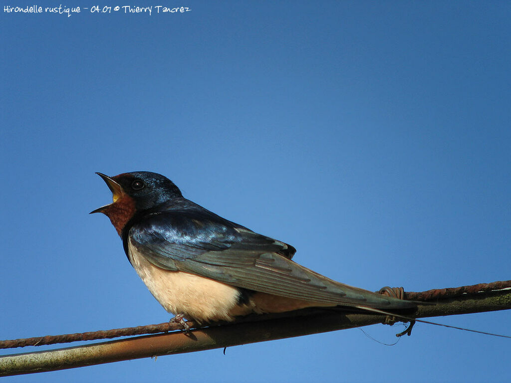 Barn Swallow