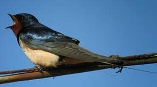 Barn Swallow