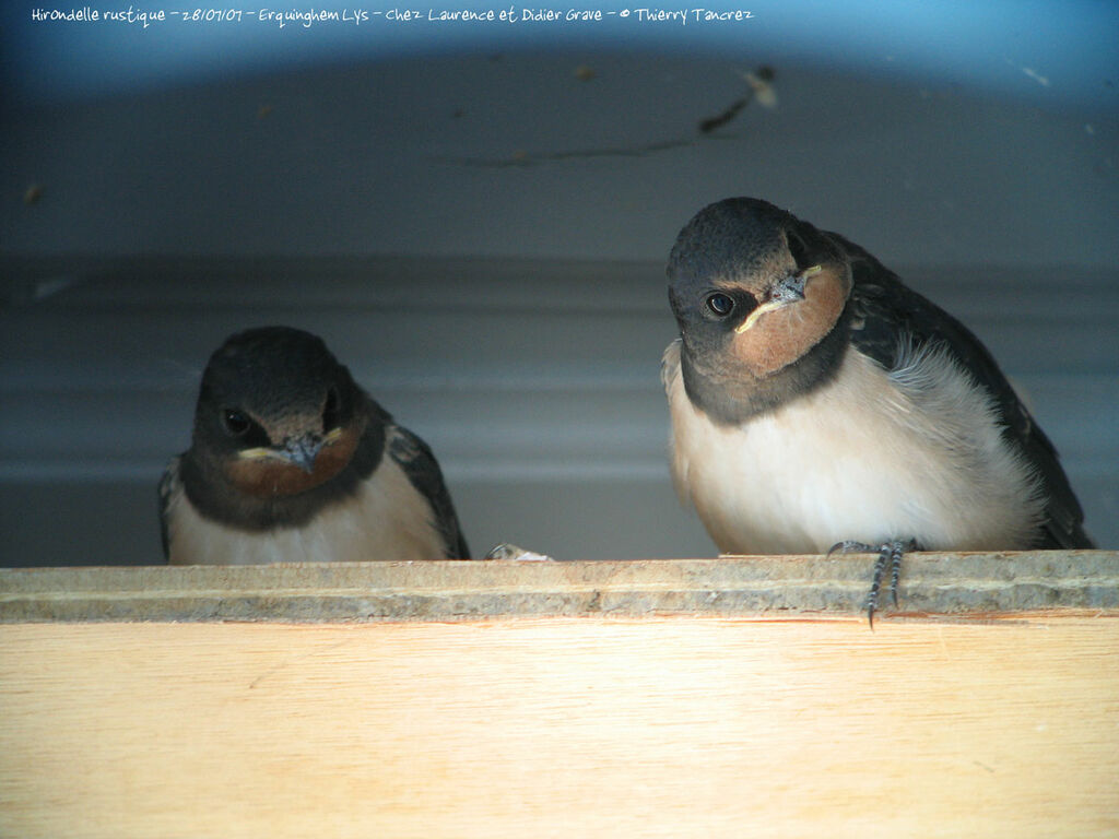 Barn Swallow