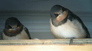 Barn Swallow