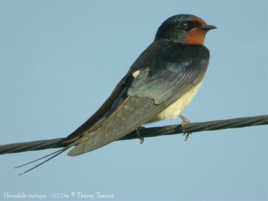 Hirondelle rustique, identification