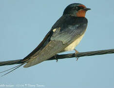 Barn Swallow