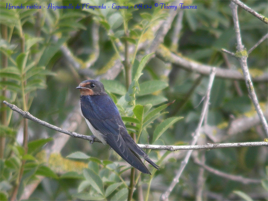 Barn Swallow