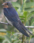 Barn Swallow