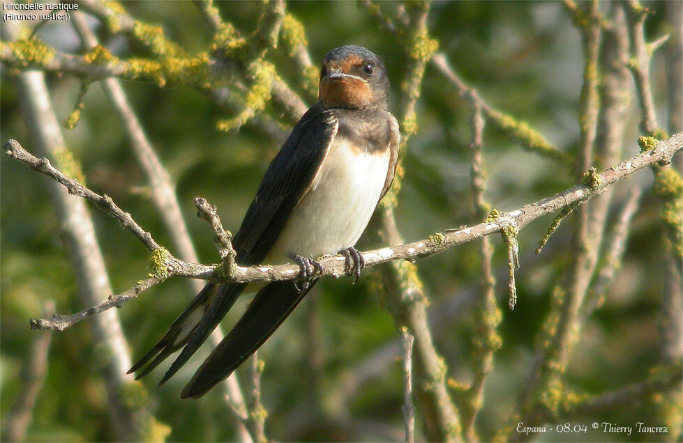 Hirondelle rustique