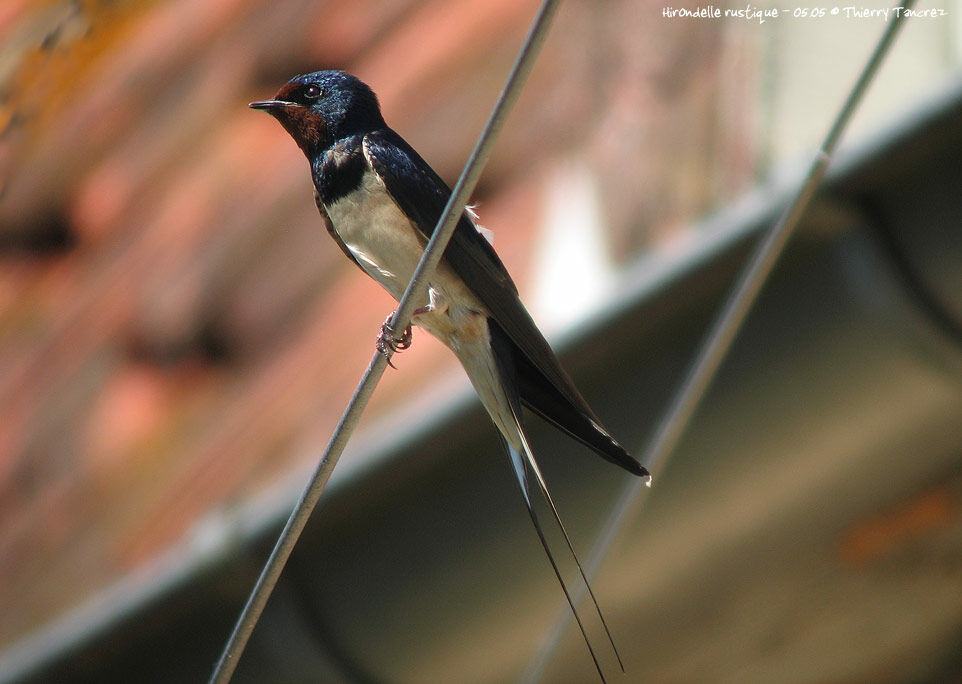 Barn Swallow