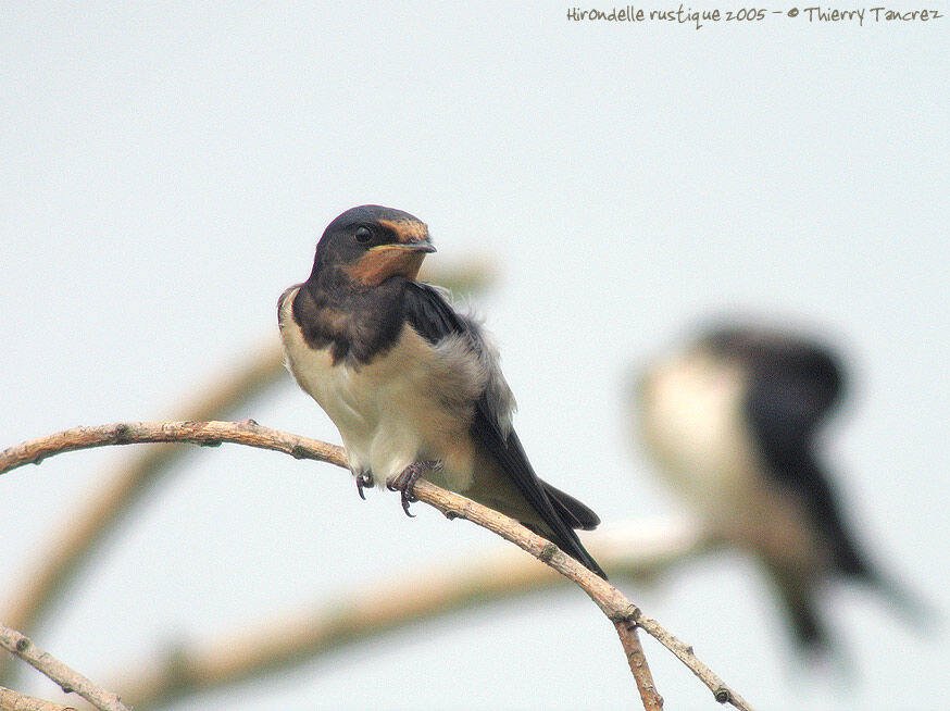 Hirondelle rustique