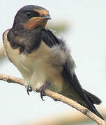 Barn Swallow