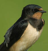 Barn Swallow