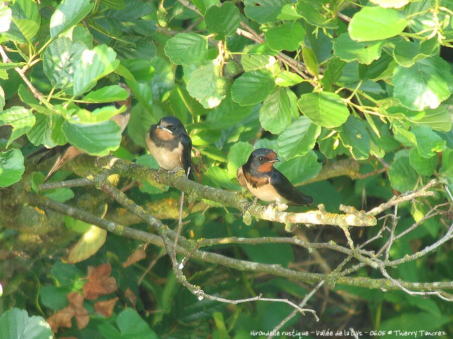 Barn Swallow