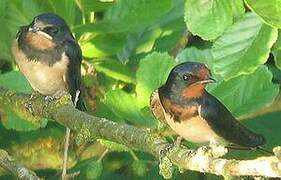 Barn Swallow