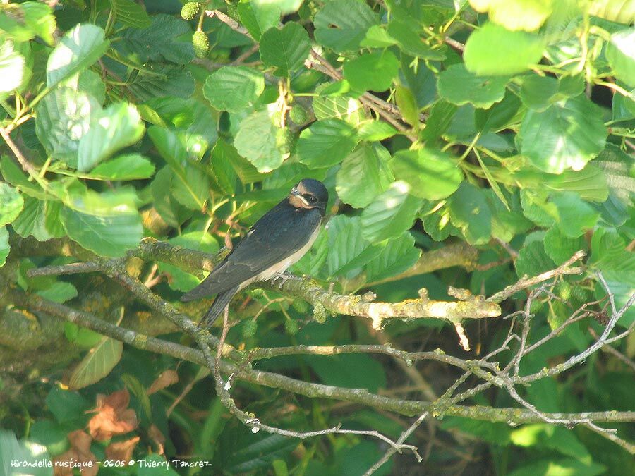 Barn Swallow