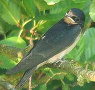 Barn Swallow