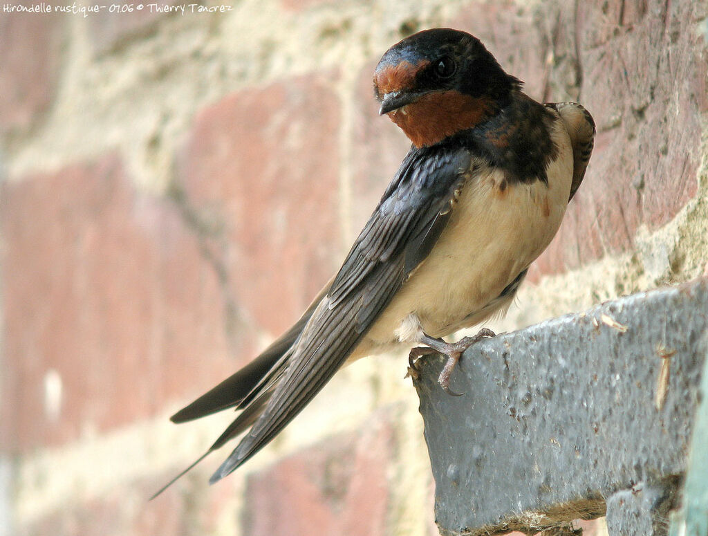 Barn Swallow