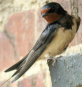 Barn Swallow