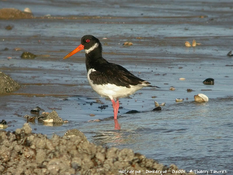 Eurasian Oystercatcher