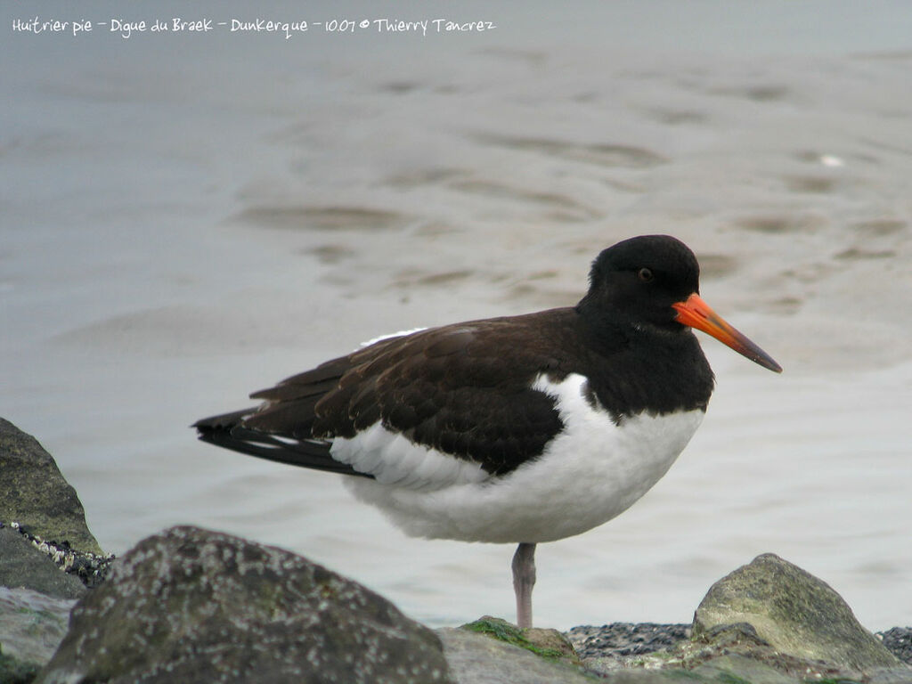 Eurasian Oystercatcher