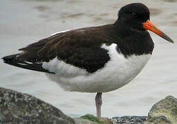 Eurasian Oystercatcher