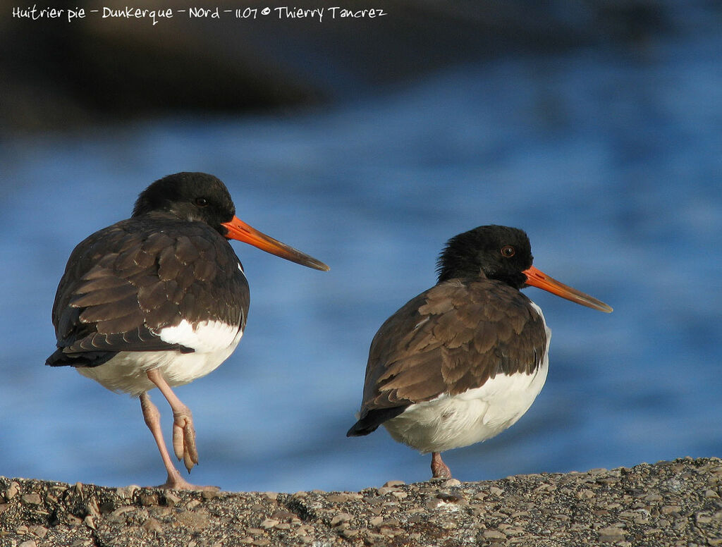 Eurasian Oystercatcher