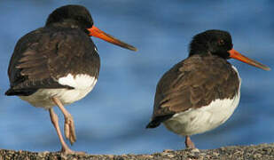 Eurasian Oystercatcher