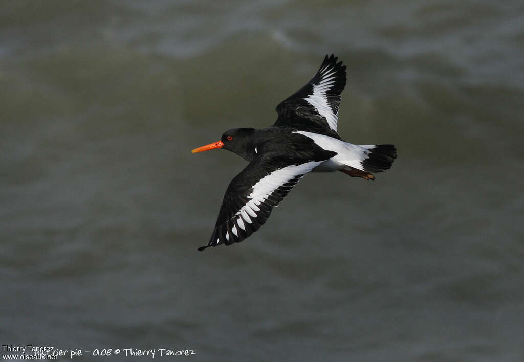 Eurasian Oystercatcheradult, Flight