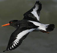 Eurasian Oystercatcher