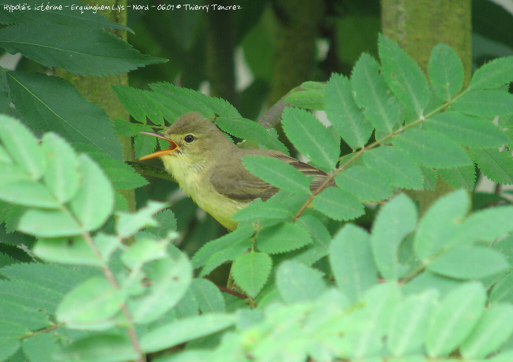 Icterine Warbler