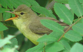 Icterine Warbler