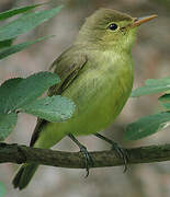 Icterine Warbler