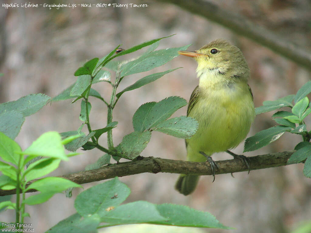 Icterine Warbleradult, close-up portrait