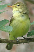 Icterine Warbler